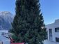 LkW Weihnachtsbaum hoch Brig